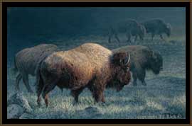 Lamar Valley Vagabonds